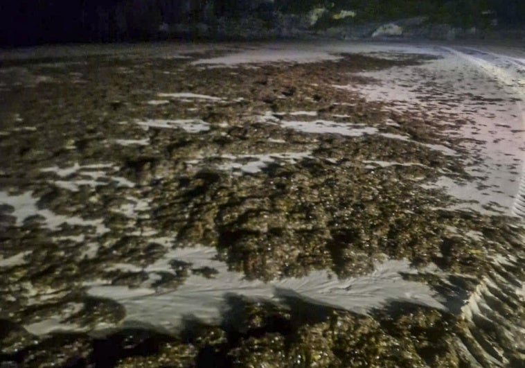 El alga asiática invasora se extiende por la costa oriental y llega a la playa de Berria